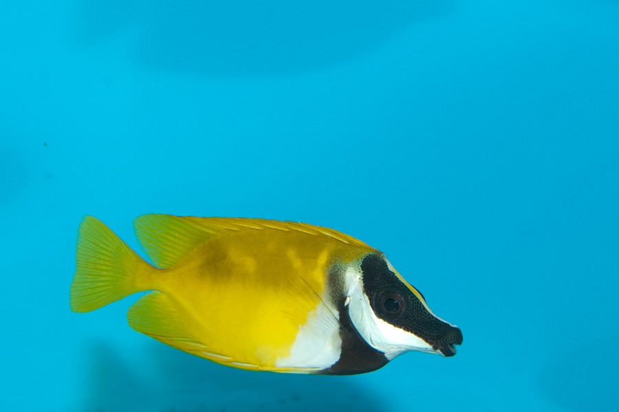 Foxface Lo (Siganus vulpinus) in Aquarium